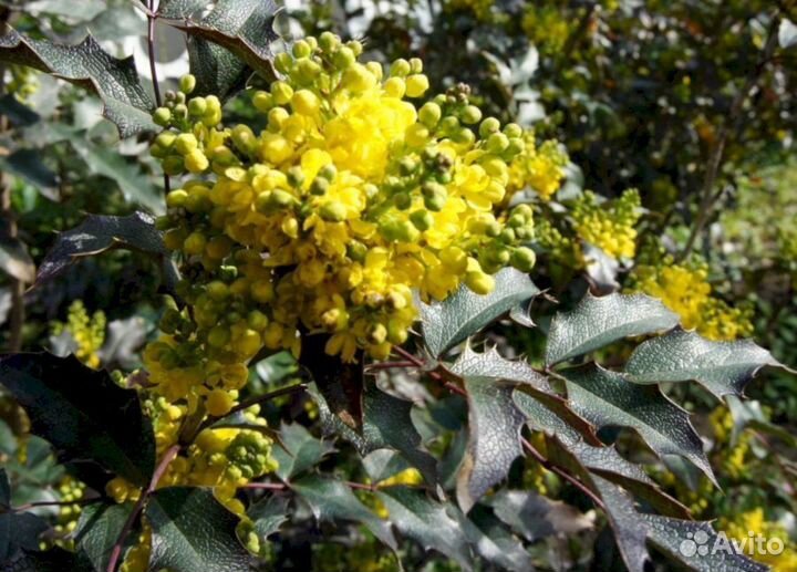 Магония подуболистная