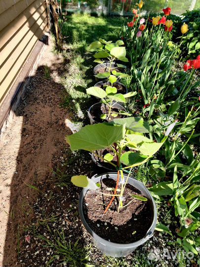 Саженцы павловния