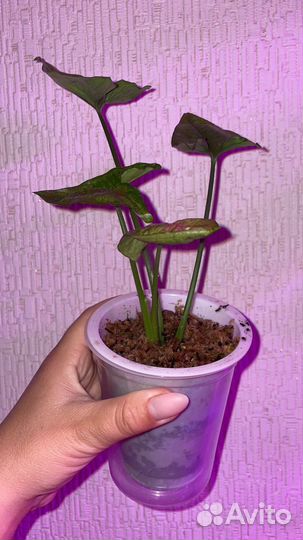 Сингониум Империал Вайт, Тиффани