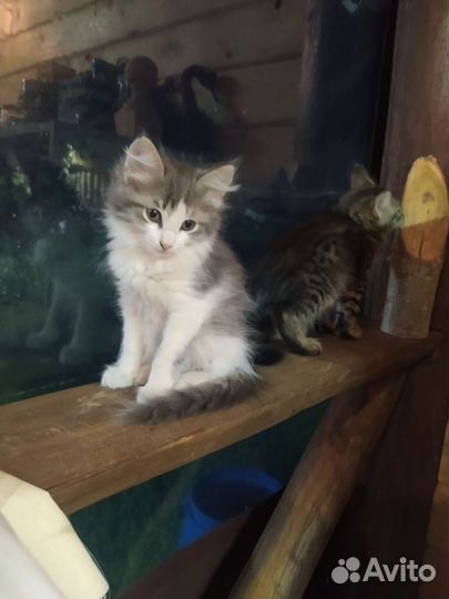 Кошки в добрые руки бесплатно