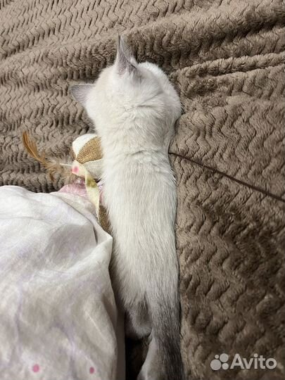 Котята сиамской кошки