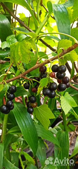 Черная смородина с закрытой корневой системой