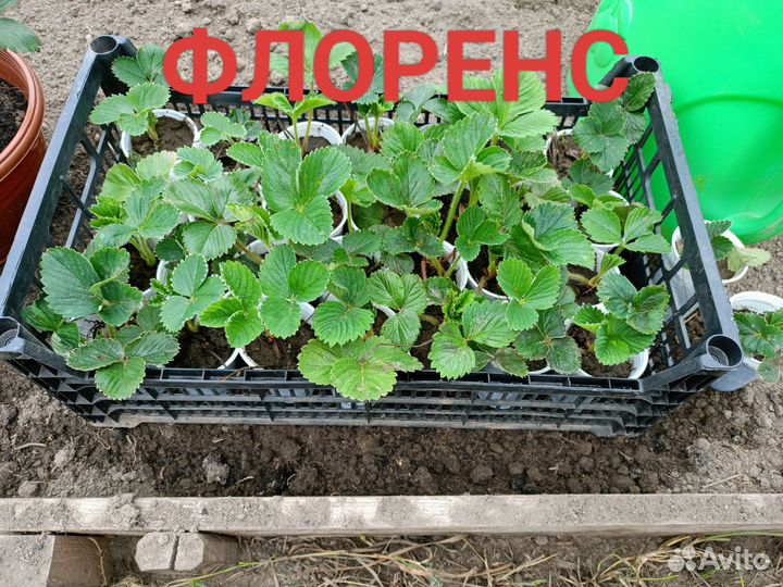 Рассада сортовой клубники