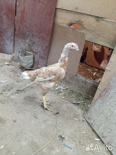 Бойцовая птица