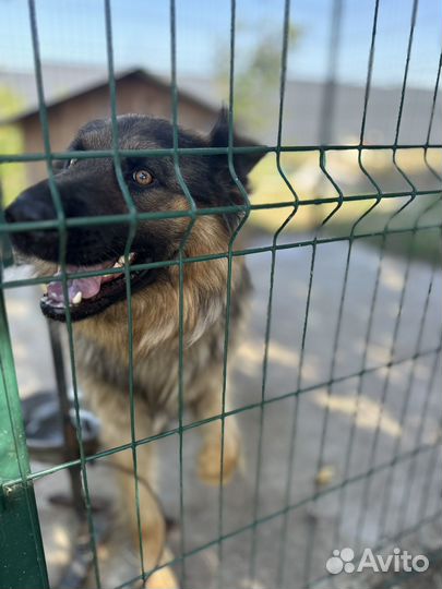 Немецкая овчарка вязка