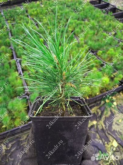 Сибирский кедр. Саженцы