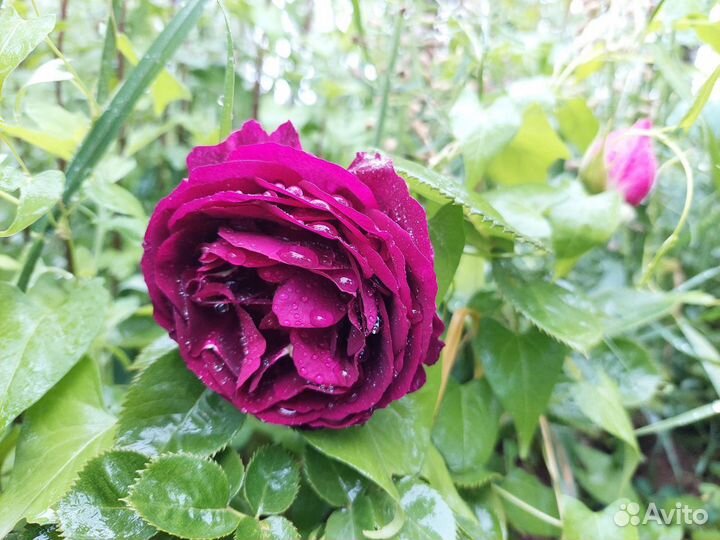 Розы саженцы (на осень)