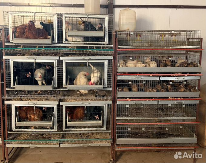 Клетка для перепелов на 350 голов (кп-350)