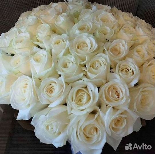 101 роза цветы букеты доставка 25 51 101 роза