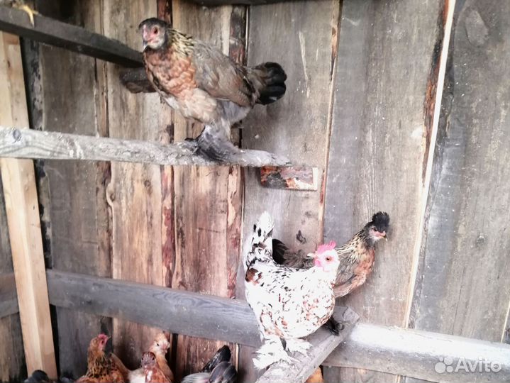 Куры бентамки