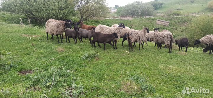 Овцы, матки, ягнята