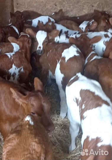 Бычки на откорм