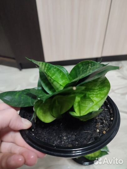 Сансевиерия мини