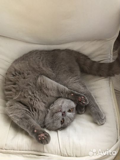 Вязка шотландский кот