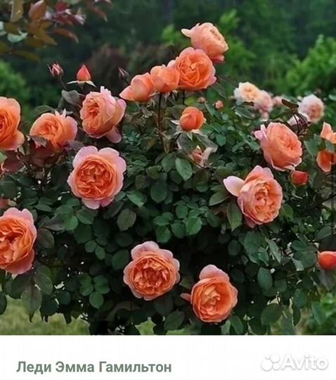 Растения для сада