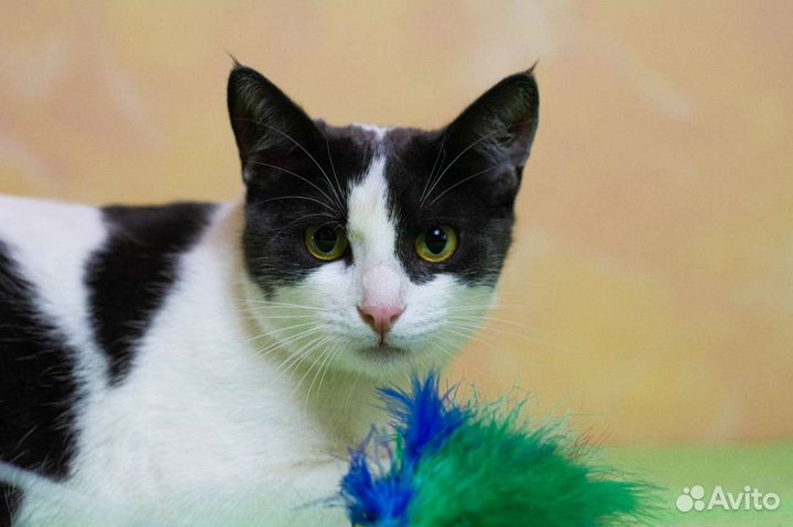 Нежная кошечка Зара в дар