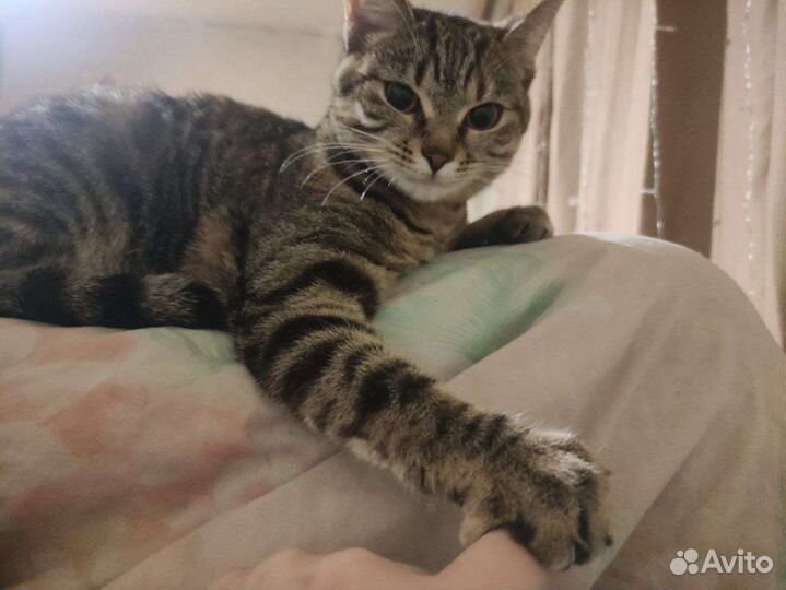 Кошка ищет дом