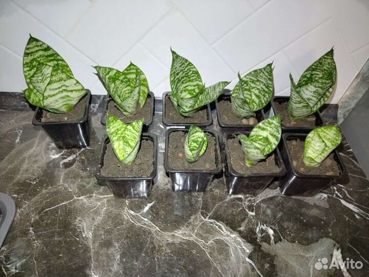 Сансевиерия