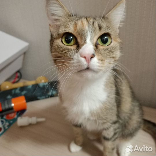 Кошка в дар бесплатно