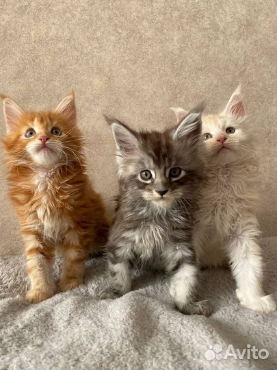 Котята мейн-кун