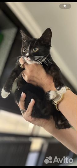 Котеночек Хана