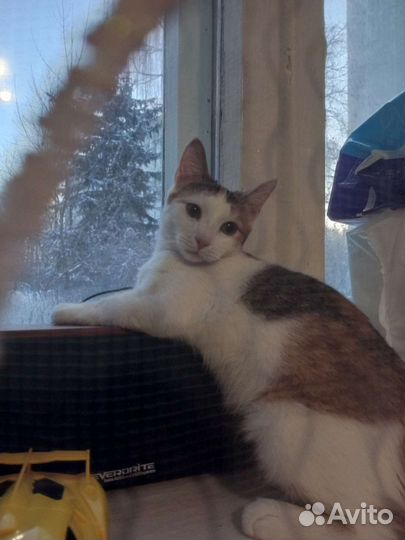 Трёхцветная кошечка