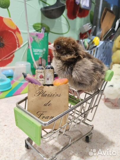 Цыплята от породистых курочек