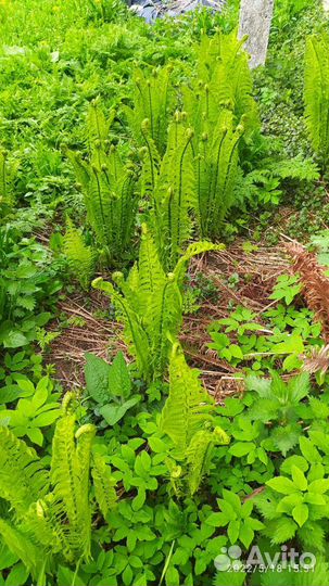 Мята, хоста,окопник, ландыши, папоротник