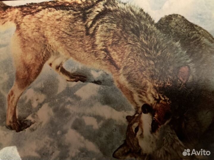 Открытки СССР