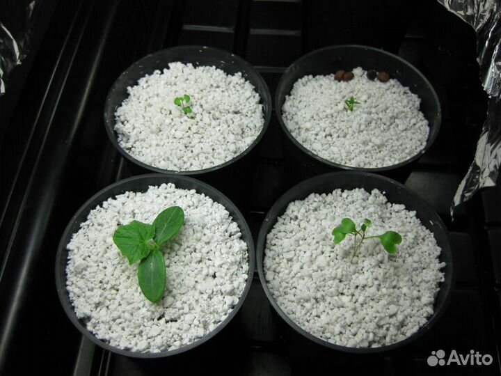 Агроперлит