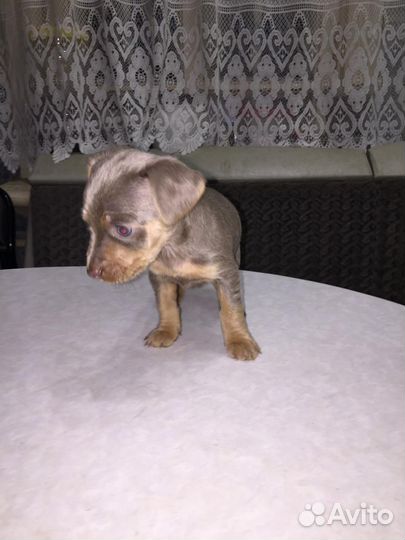 Щенки русский той-терьер