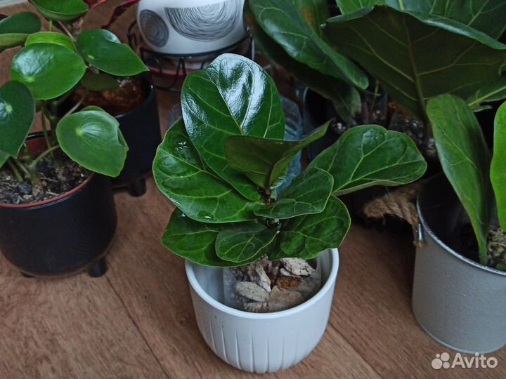 Монстера Манки Маск, Минима. Пальма Арека