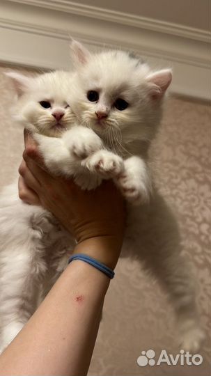 Шотладские котята