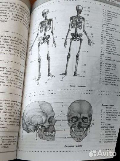 Биология подготовка к егэ и огэ
