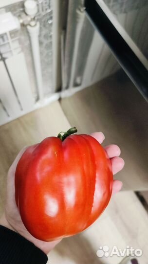 Кабачки, помидоры, тыквы