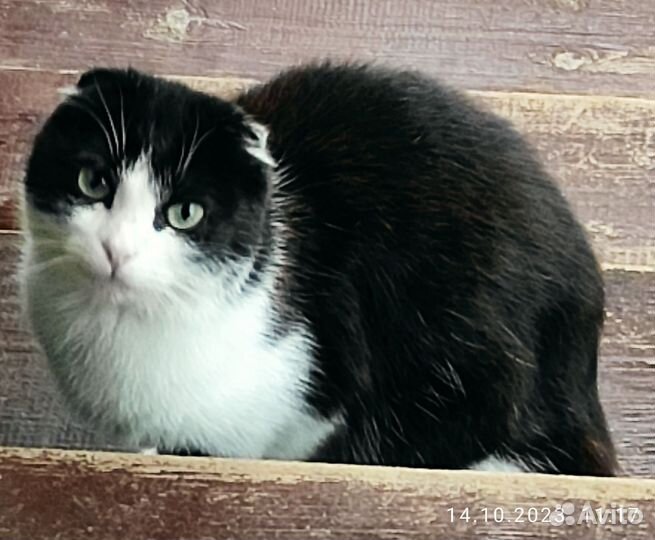 Котята ищут хозяев