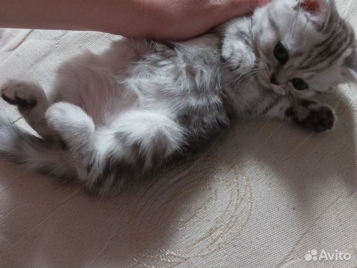 Шотландская прямоухая девочка