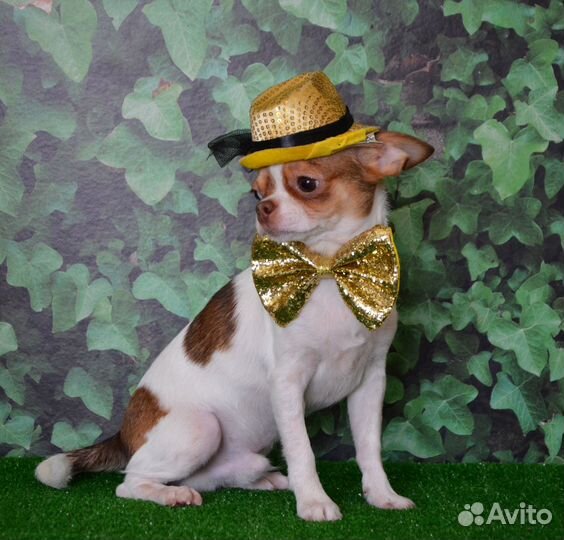 Подрощенный мальчишка чишка 6 мес