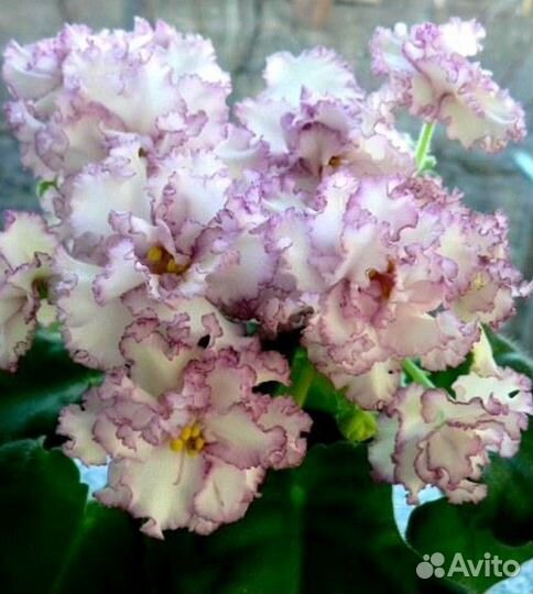 Фиалки сортовые