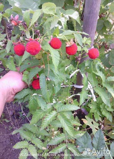 Малина Норвежская