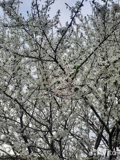 Саженцы алычи