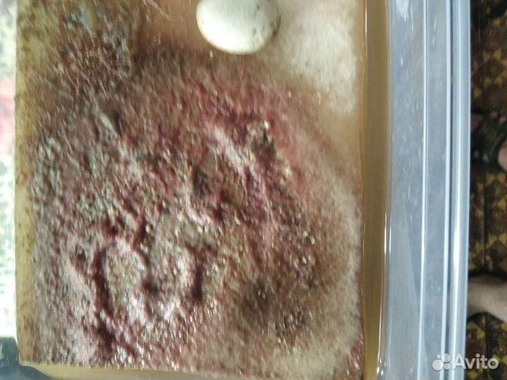 Трубочник изя