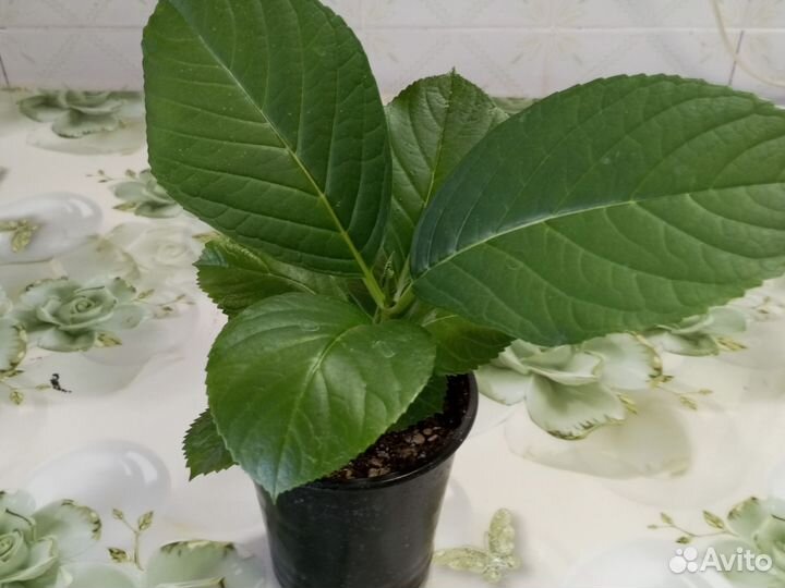 Гортензия крупнолистная