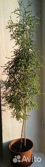 Комнатные растения цветы