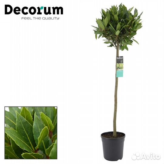 Лавровый лист лавр на штамбе H120/130cm