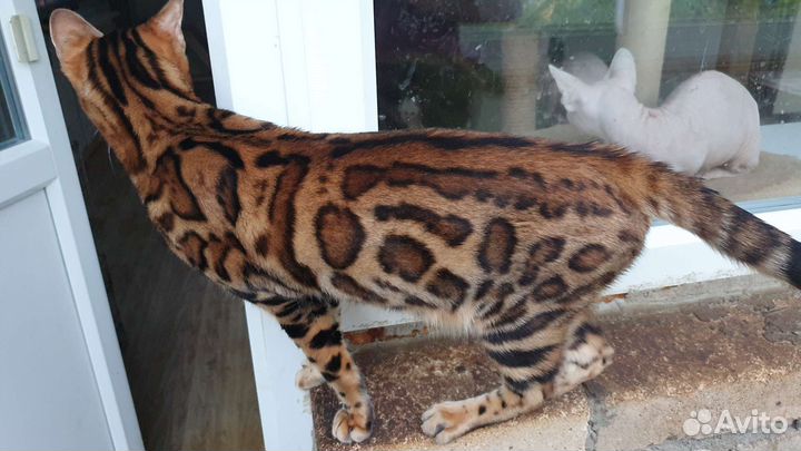 Бенгальская кошка