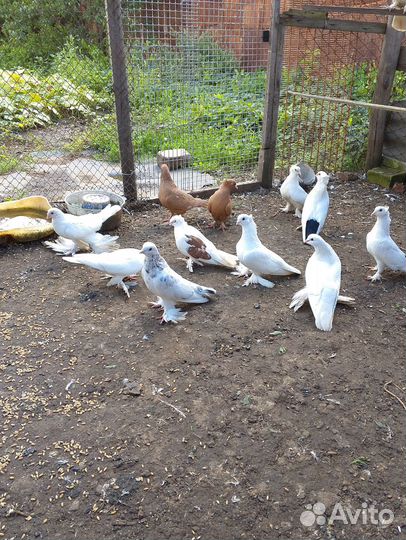 Голуби разных пород