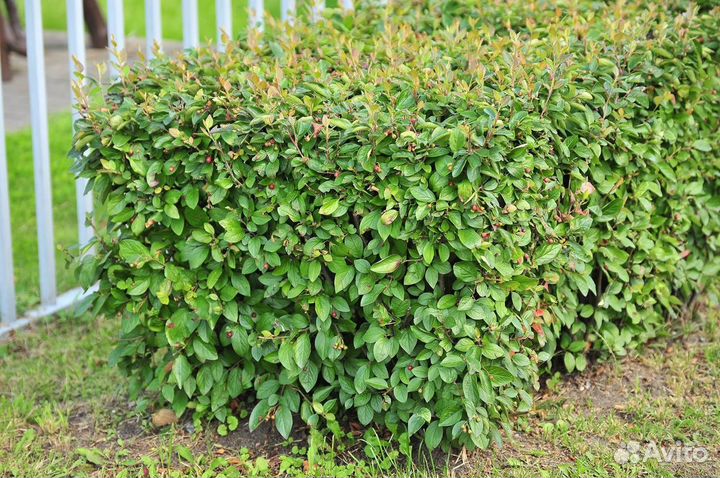 Кизильник блестящий опт и розница С3 60-80 см