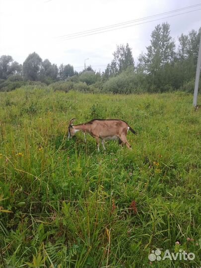 Молоко козье