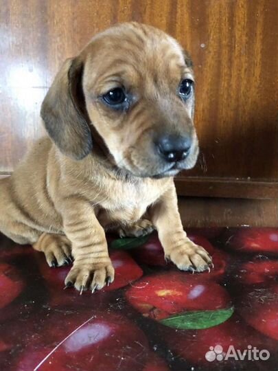 Щенки кроличьей Таксы